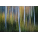 Getty Images Gallery A Forest of Aspen Trees in Autumn