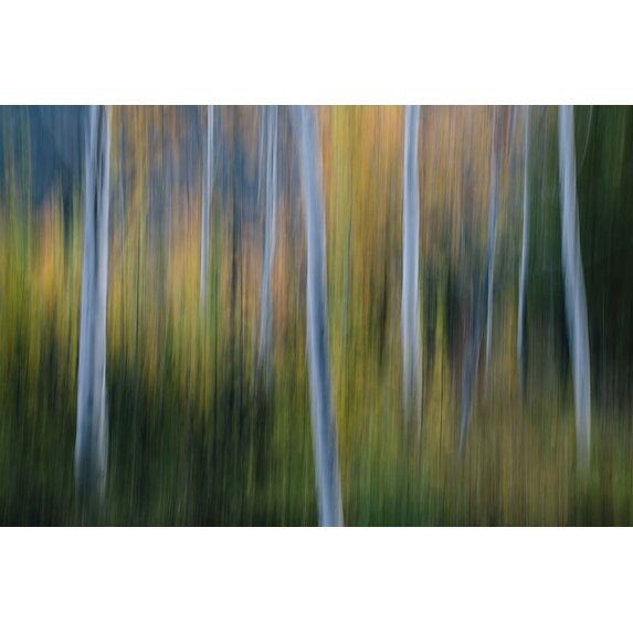 Getty Images Gallery A Forest of Aspen Trees in Autumn