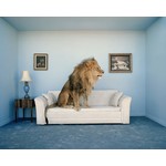 Getty Images Gallery Lion Sitting on Couch