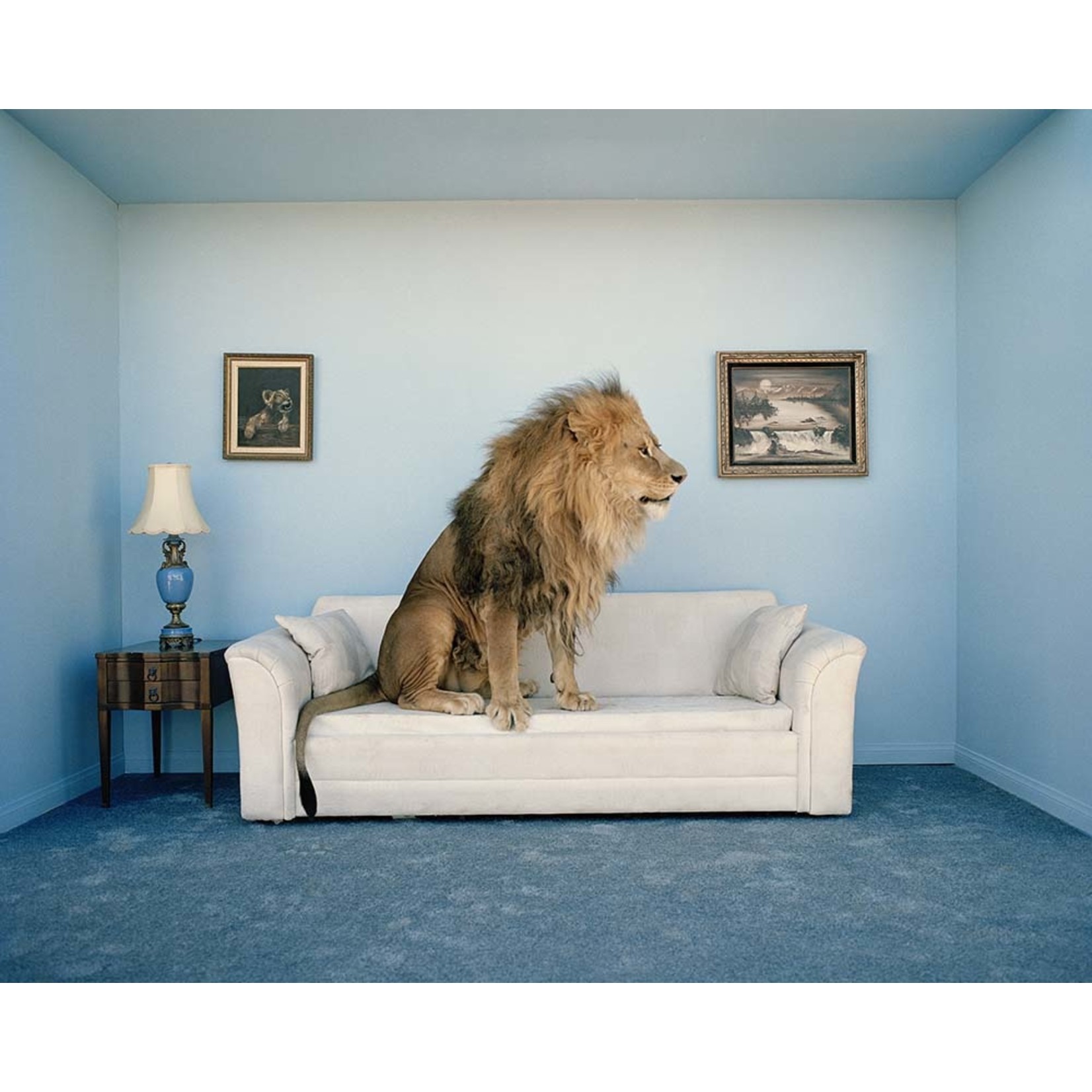 The Picturalist | via Getty Images Gallery Lion sitting on couch, side view by Matthias Clamer via Getty Images Gallery