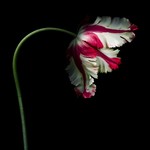 Framed Print on Rag Paper White and Red Parrot Tulip