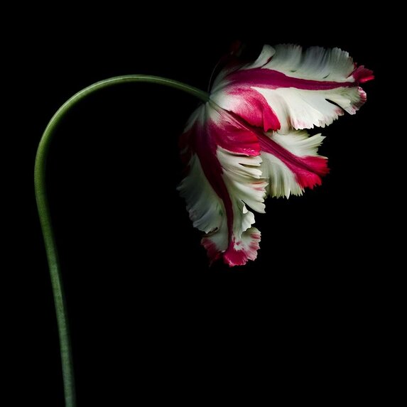 Getty Images Gallery White and Red Parrot Tulip isolated against a black background by OGphoto