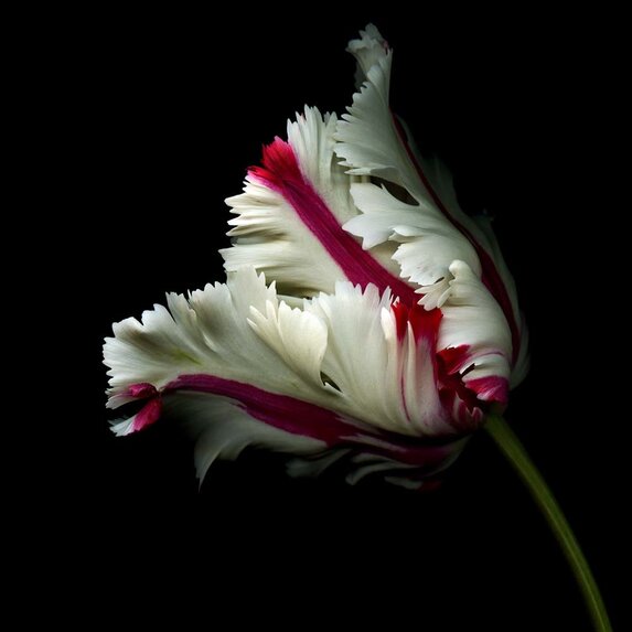 Getty Images Gallery A white and red parrot tulip against a black background by OGphoto via Getty Images Gallery