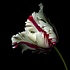 Getty Images Gallery A white and red parrot tulip against a black background by OGphoto via Getty Images Gallery