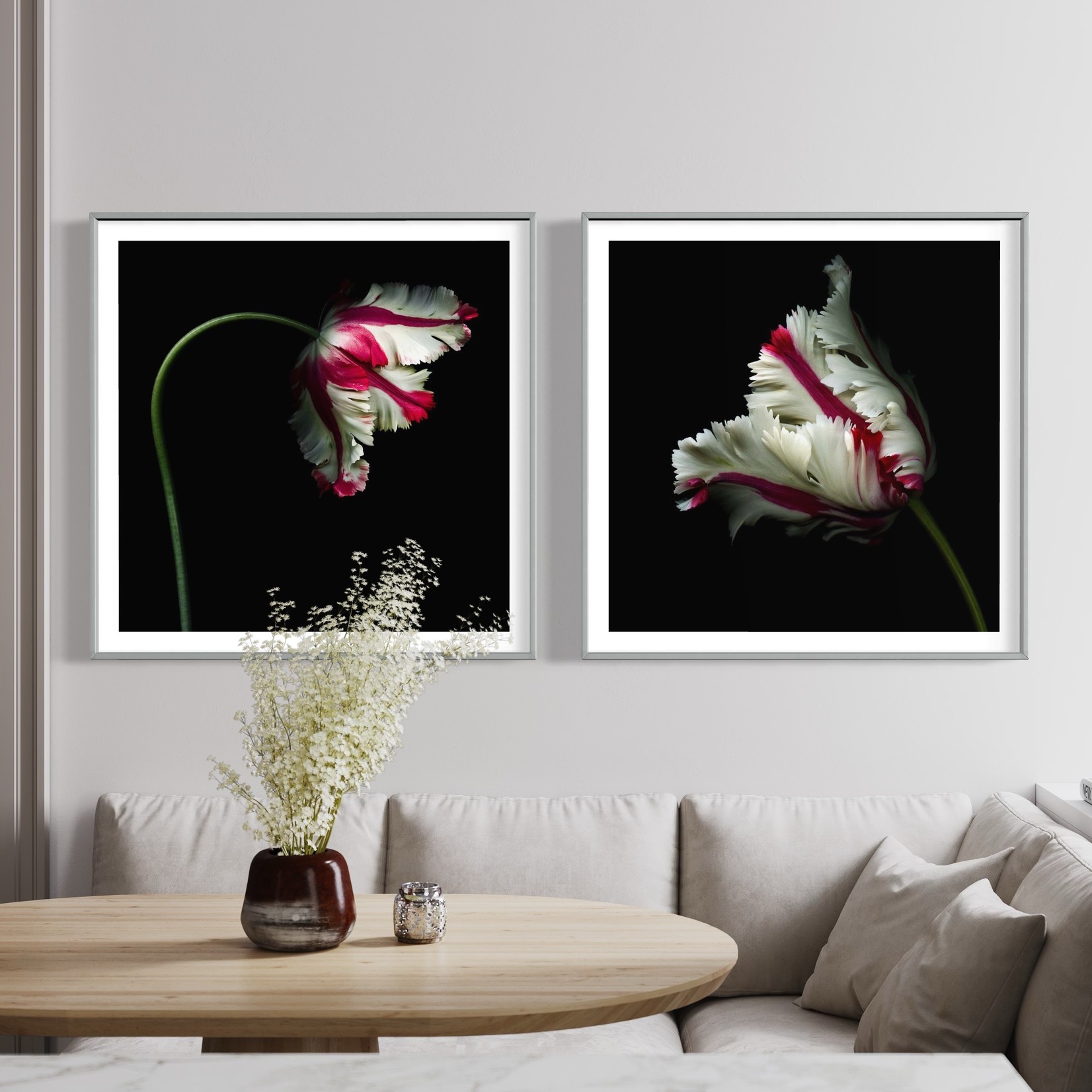 Getty Images Gallery White and Red Parrot Tulip isolated against a black background by OGphoto