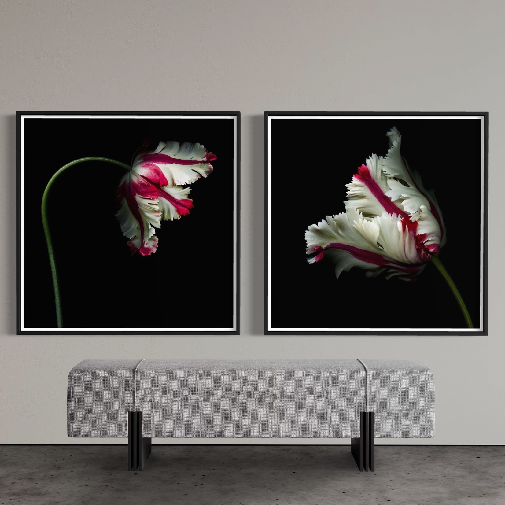 Framed Print on Rag Paper White and Red Parrot Tulip isolated against a black background by OGphoto via Getty Images Gallery