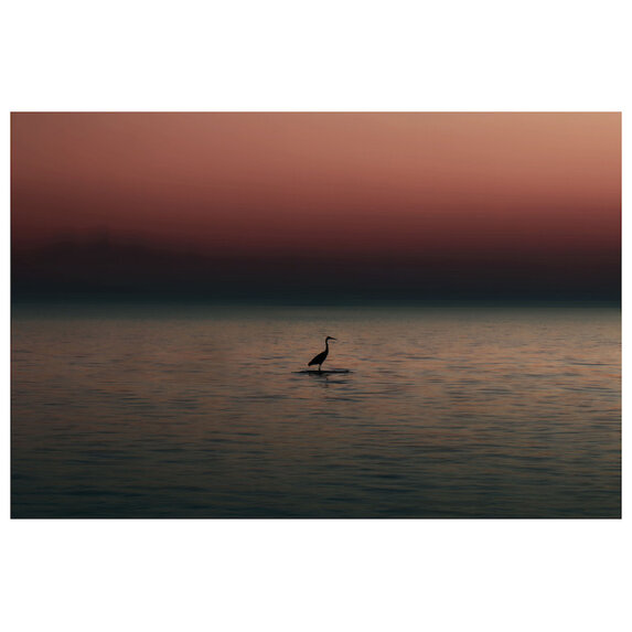 The Picturalist | Fine Art Prints on Paper Night Life by Karen Thom