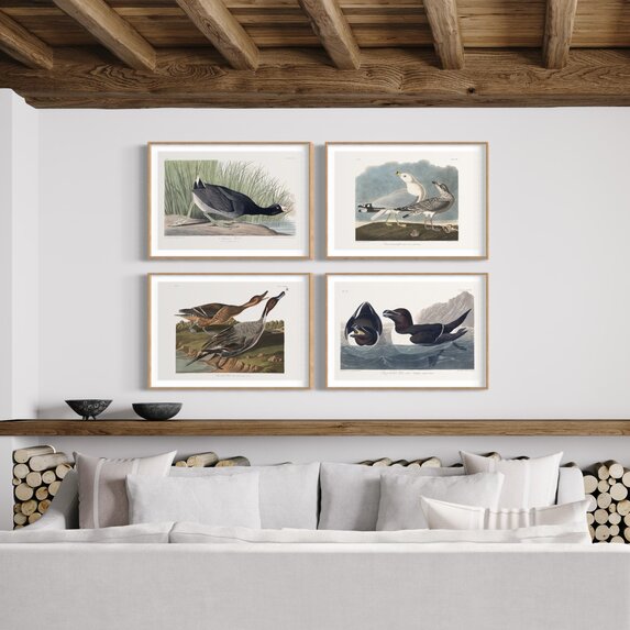 The Picturalist | Fine Art Prints on Paper Pin Tailed Duck by John James Audubon