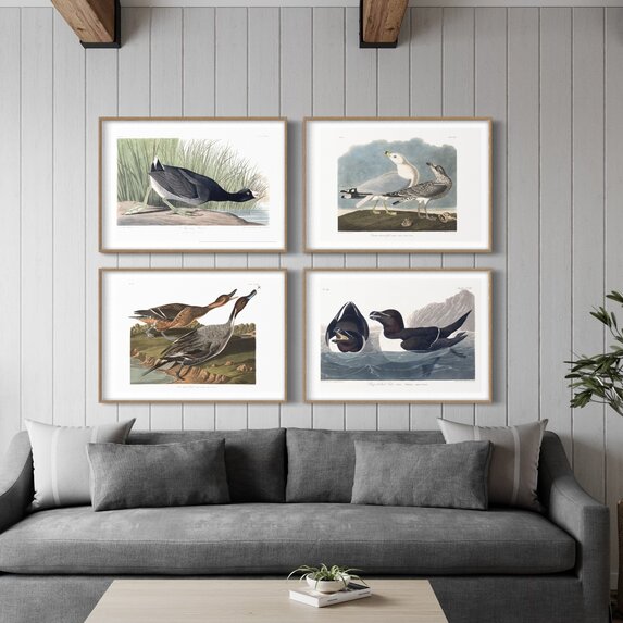 The Picturalist | Fine Art Prints on Paper Pin Tailed Duck by John James Audubon