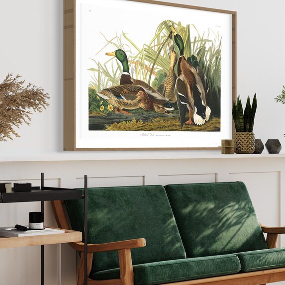 The Picturalist | Fine Art Prints on Paper Mallard Duck by John James Audubon