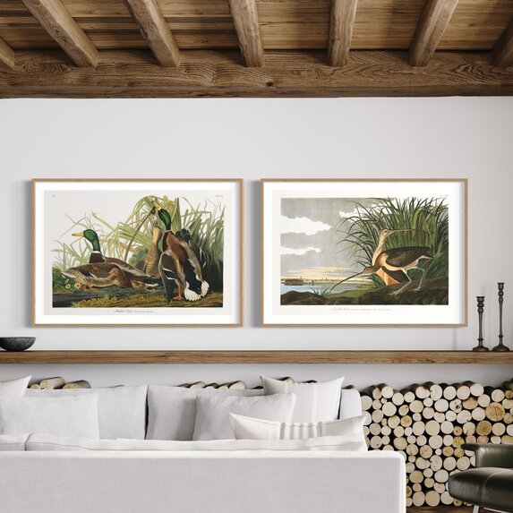 The Picturalist | Fine Art Prints on Paper Mallard Duck by John James Audubon