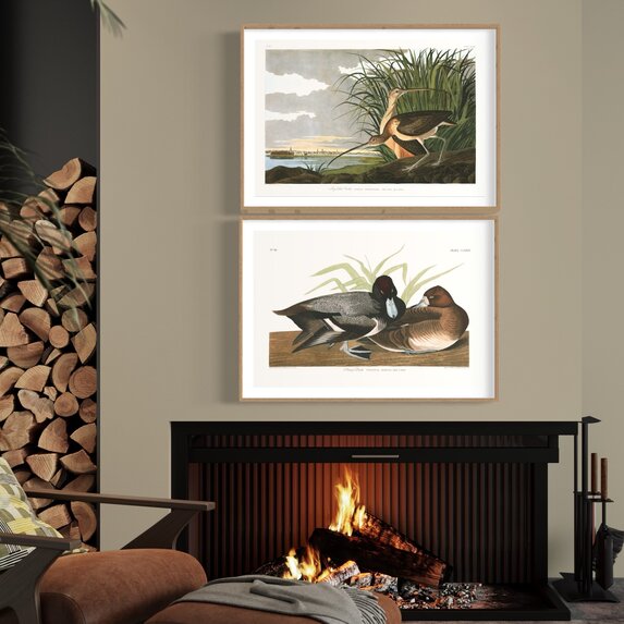 The Picturalist | Fine Art Prints on Paper Scaup Duck by John James Audubon