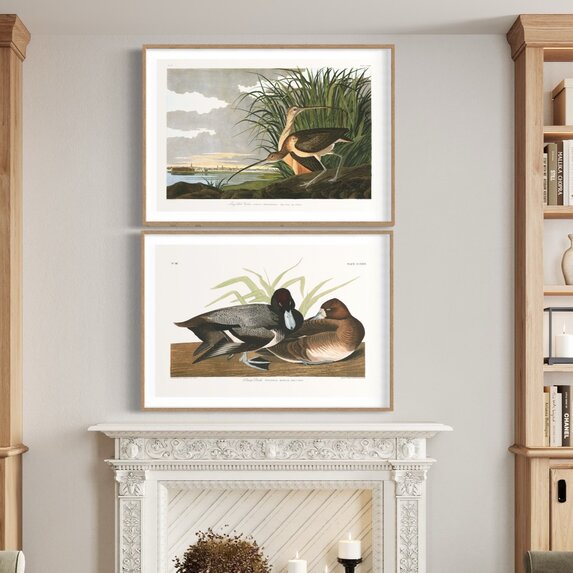 The Picturalist | Fine Art Prints on Paper Scaup Duck by John James Audubon