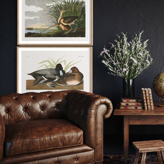 The Picturalist | Fine Art Prints on Paper Scaup Duck by John James Audubon