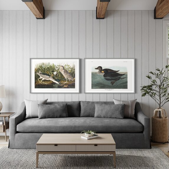 The Picturalist | Fine Art Prints on Paper Night Heron by John James Audubon