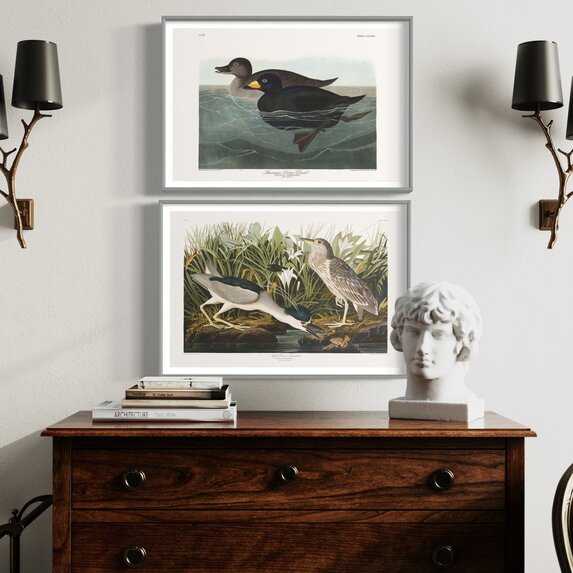The Picturalist | Fine Art Prints on Paper Night Heron by John James Audubon
