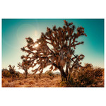 Fine Art Print on Rag Paper Desert Vintage