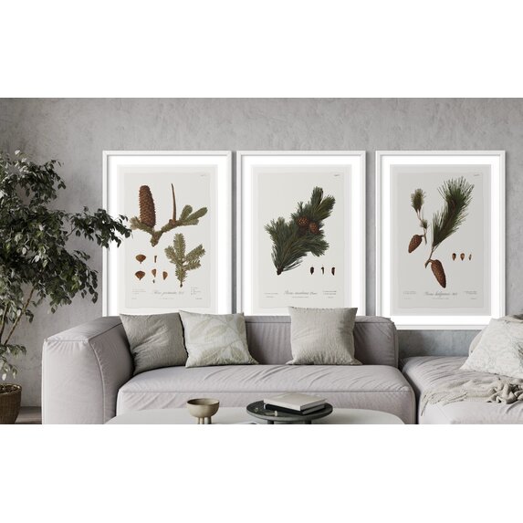 The Picturalist | Fine Art Prints on Paper Pine Tree Abies Botanical Series 2