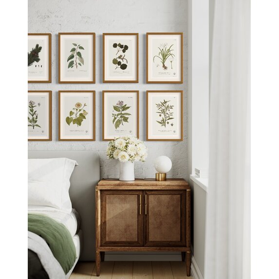 The Picturalist | Fine Art Prints on Paper Celtis Occidentalis Botanical Print