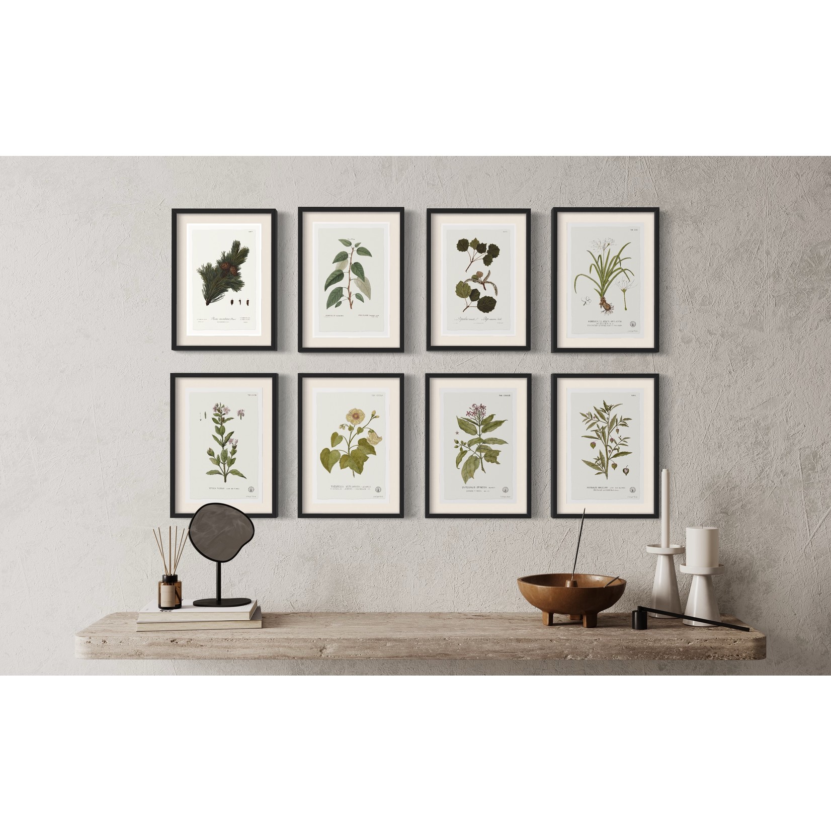 The Picturalist | Fine Art Prints on Paper Tabernae Montana Botanical Print