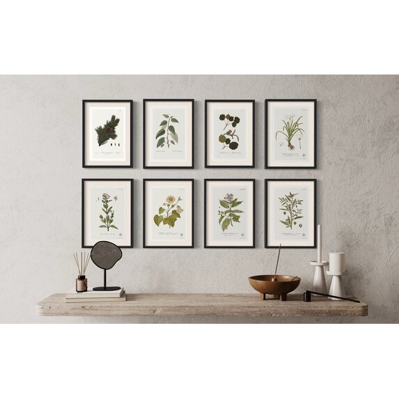 The Picturalist | Fine Art Prints on Paper Quiscalis Spinosa Botanical Print