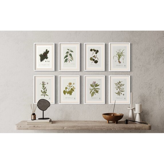 The Picturalist | Fine Art Prints on Paper Quiscalis Spinosa Botanical Print