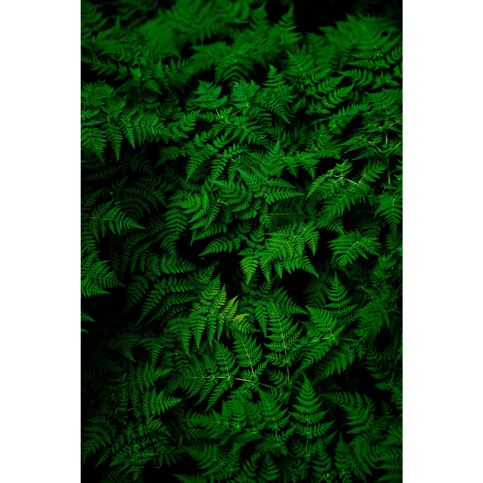 The Picturalist | Fine Art Prints on Paper Fern by G. Geller