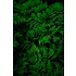 The Picturalist | Fine Art Prints on Paper Fern by G. Geller