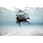 Fine Art Print on Rag Paper On a Horse in the Mediterranean Sea