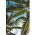 Framed Print on Rag Paper: Tropical Dream by P. Fogden