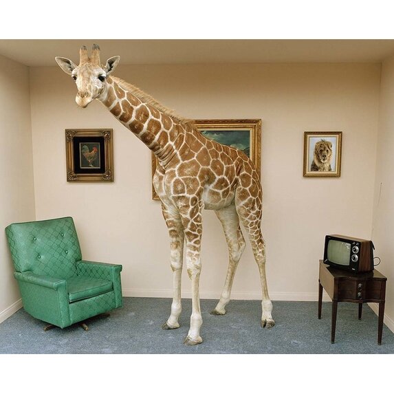 Getty Images Gallery Giraffe in living room by Matthias Clamer via getty Images Gallery