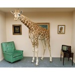 Framed Print on Rag Paper: Giraffe in Living Room