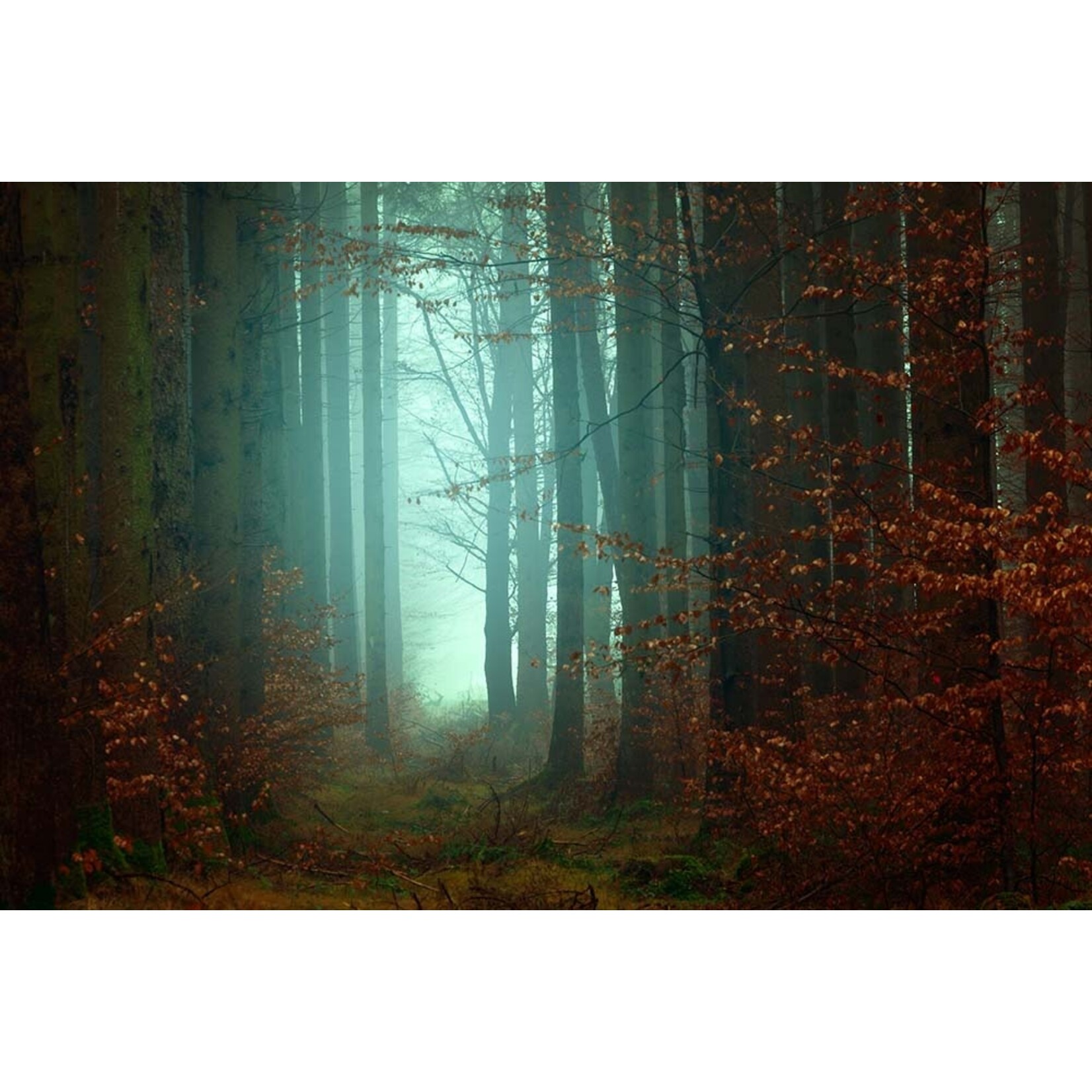 The Picturalist | Fine Art Prints on Paper Springtime Woods by Johan Plenio