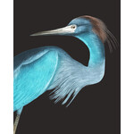 Stretched Print on Canvas Blue Crane (Rectangular)