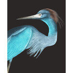 The Picturalist | Stretched Print on Canvas Blue Crane (Rectangular)