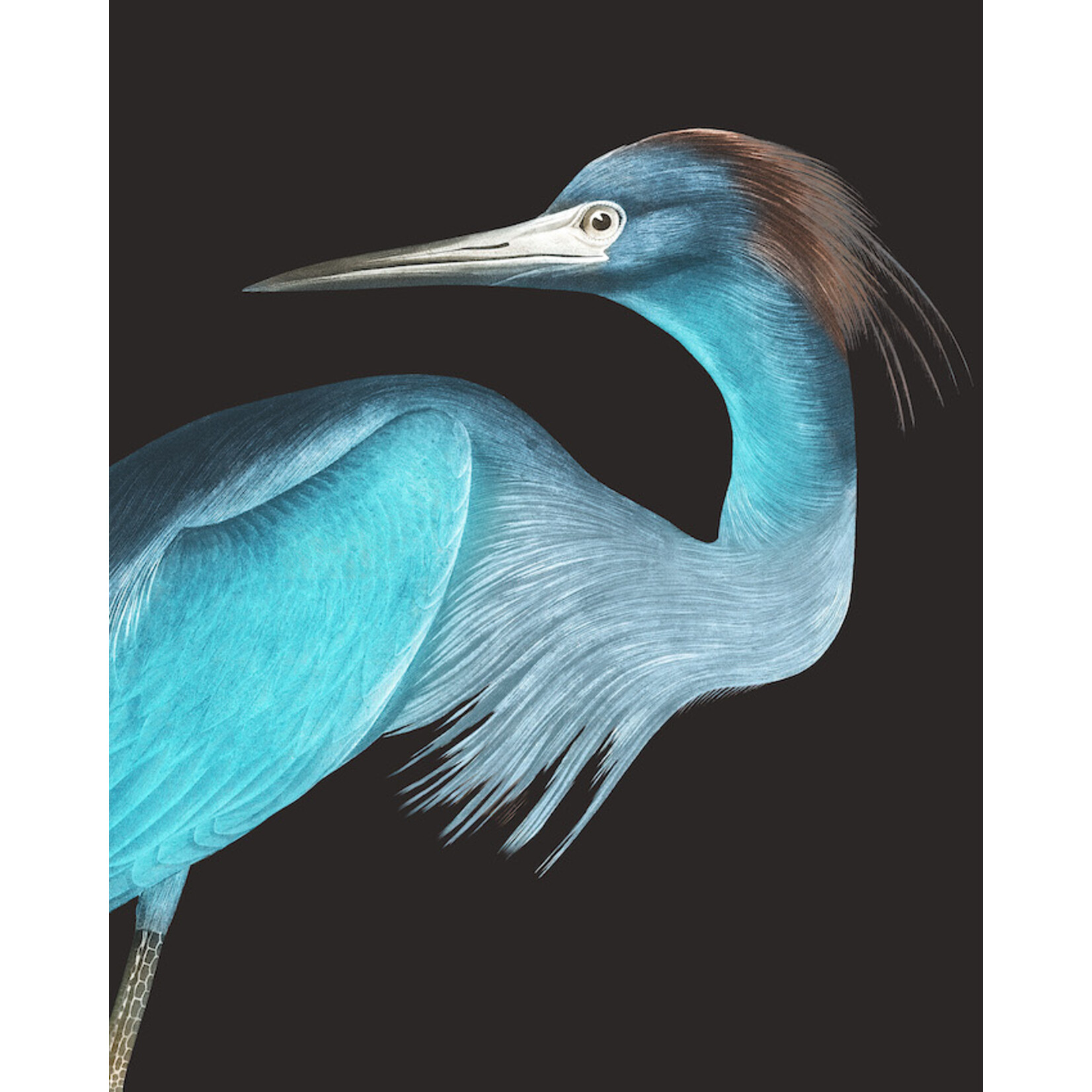 The Picturalist | Print on Canvas Blue Crane (Rectangular) by John James Audubon