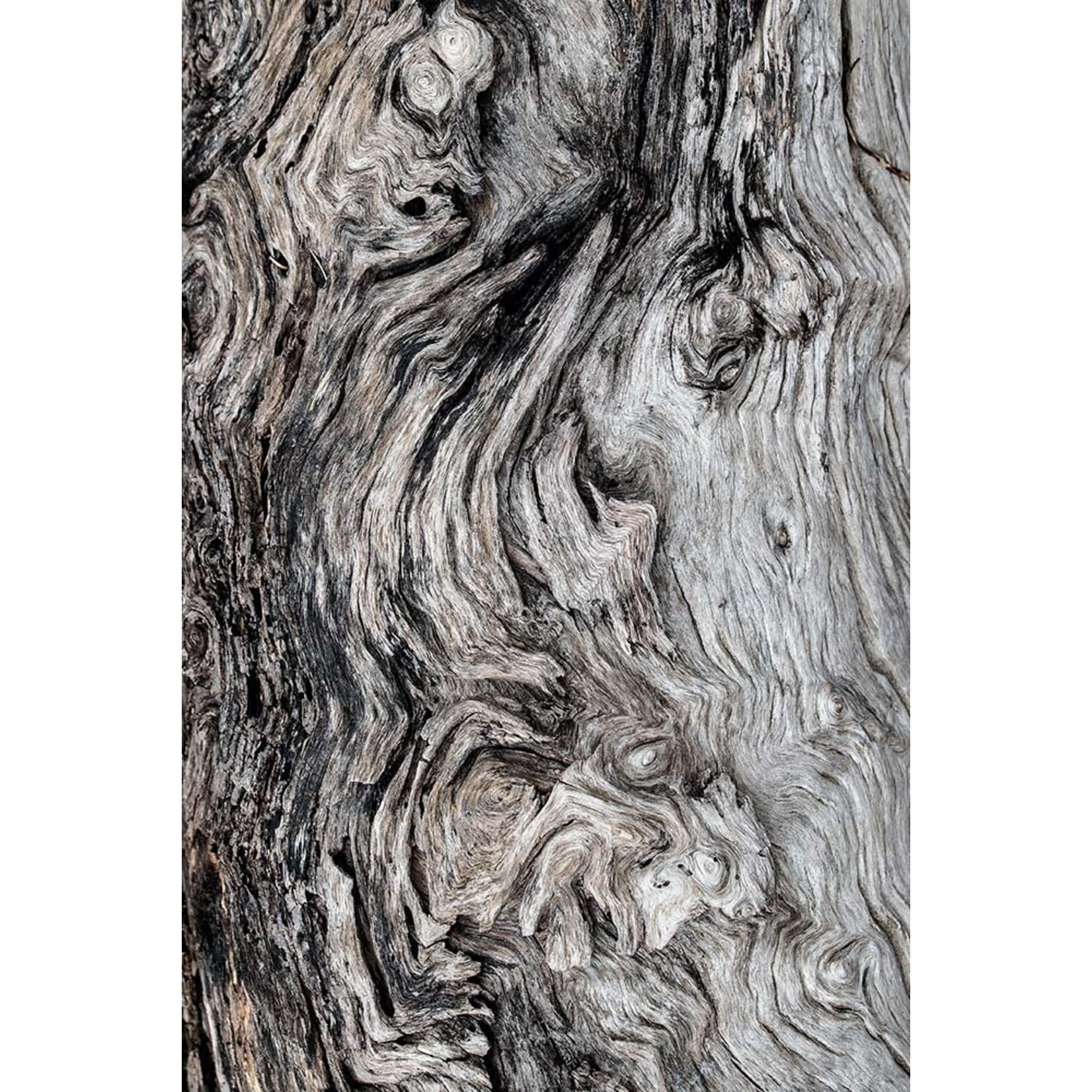 "Berkano 3" print on rag paper with archival inks symbolizing growth