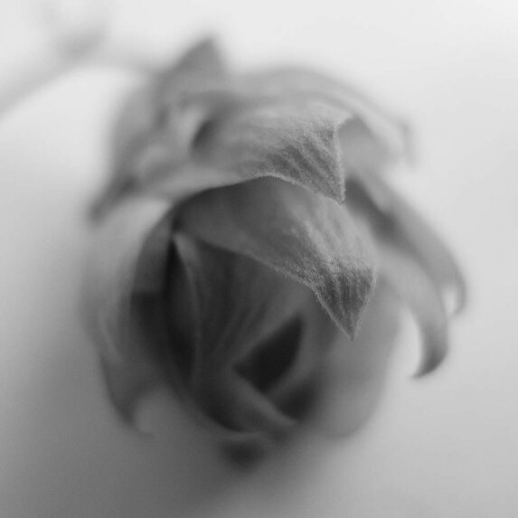 The Picturalist | Fine Art Photo Épi by Eric Gizard