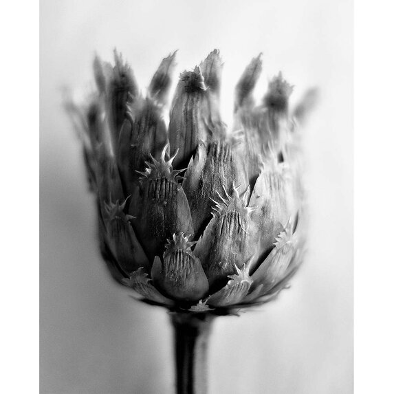The Picturalist | Fine Art Photo Fleur de Chardon Photography by Eric Gizard