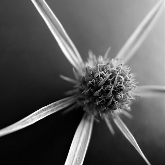 The Picturalist | Fine Art Photo Fleur Etoile by Eric Gizard