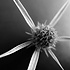 The Picturalist | Fine Art Photo Fleur Etoile by Eric Gizard