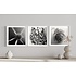 The Picturalist | Fine Art Photo Fleur Etoile by Eric Gizard