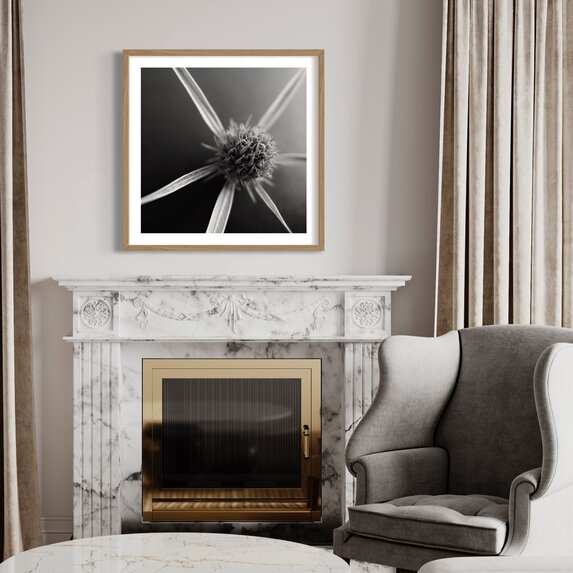 The Picturalist | Fine Art Photo Fleur Etoile by Eric Gizard