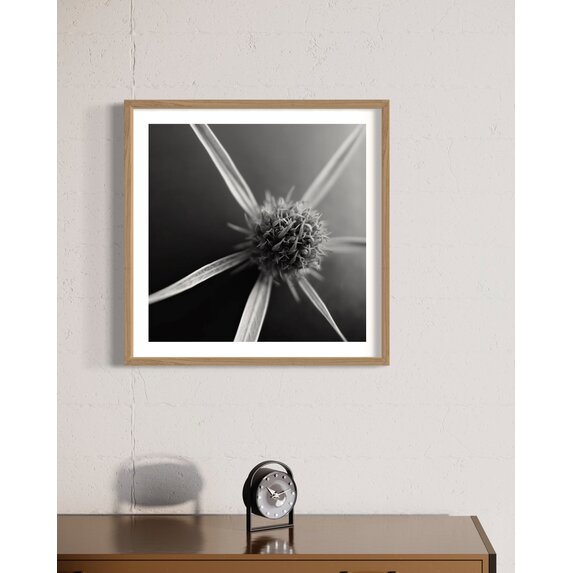 The Picturalist | Fine Art Photo Fleur Etoile by Eric Gizard