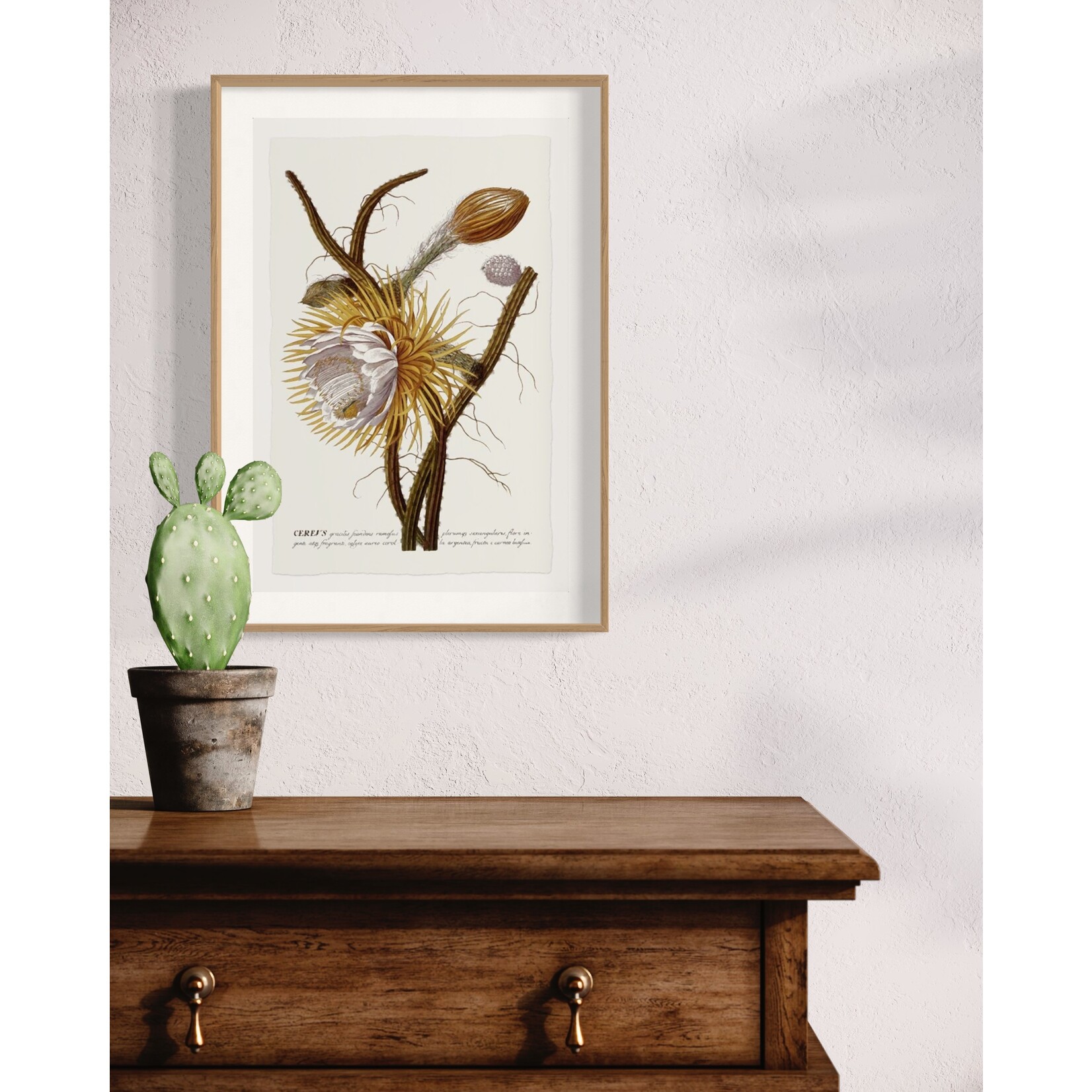 The Picturalist | Fine Art Prints on Paper Cereus Botanical Print