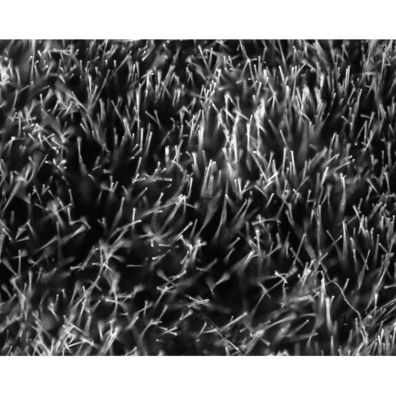 The Picturalist | Fine Art Photo Grass Splendor by David Hoefler