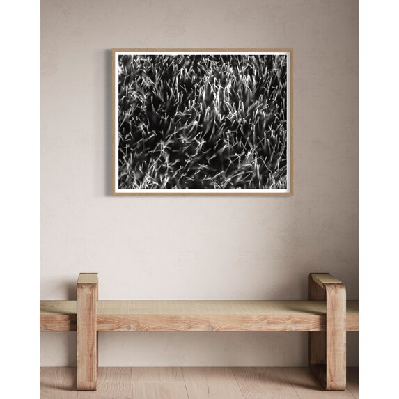 The Picturalist | Fine Art Photo Grass Splendor by David Hoefler
