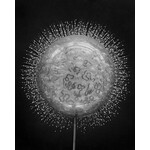 Getty Images Gallery Crystal Radiolarian Elegance