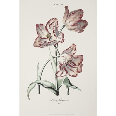 Framed Print on Rag Paper: White and Red Tulips Keizer Leopoldus