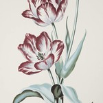Framed Print on Rag Paper: White and Red Tulips Gesneriana Fredericus Rex